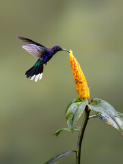 Violet sabrewing Hummingbird in flight collecting nectar from yellow flower on green background