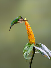 Green-crowned brilliant  Hummingbird in flight collecting nectar from yellow flower on green background