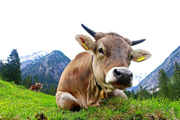 Fototapeta na wymiar Hübsches junges Braunvieh mit Hörnern und Glocke im Gebirge