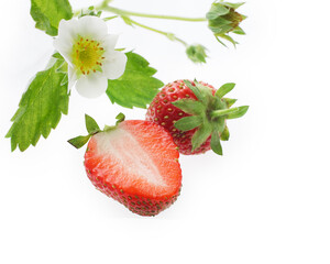 いちご　白バック　　かわいい