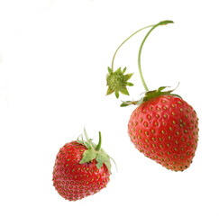 いちご　白バック　　かわいい