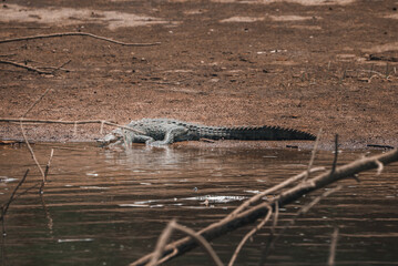 Corcovado National Park, Costa Rica - March, 2023: Landscapes and wildlife in Costa Rica. A closeup photo on a crocodile.