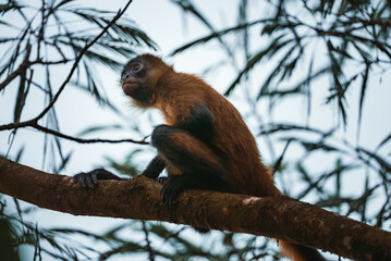White-headed Capuchin, black monkey sitting on tree branch in the dark tropical forest. Wildlife of Costa Rica. Travel holiday in Central America.