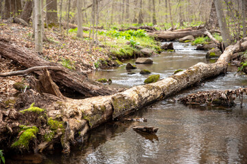 Fototapeta na wymiar Fallen tree in flowing woodland Pennsylvania stream copy space
