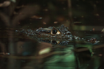 Caiman at Sarapiqui river close up view, Costa Rica wildlife.