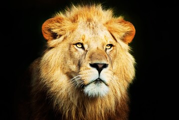 Fototapeta na wymiar lions - The King's Domain: Access Exquisite Lion Images and Graphics on Adobe