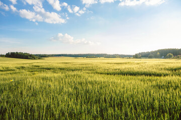 Wheat field. Ears of golden wheat close up. Beautiful Nature Sunset Landscape. Rural Scenery under Shining Sunlight. Background of ripening ears of meadow wheat field. harvest Concept
