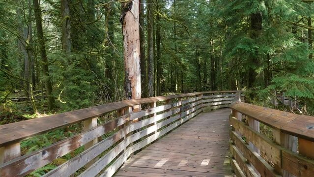 Trail in the Rain Forest during a vibrant sunny spring season day. Taken in MacMillan Provincial Park, Vancouver Island, British Columbia, Canada.