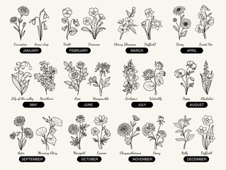 24 Birth Month Flowers Hand-drawn Line Art Illustration, Minimal Style Flower - obrazy, fototapety, plakaty