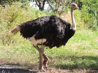 Avestruz é uma ave originária da África que se destaca como a maior ave do planeta. Dotada de pernas fortes, é capaz de correr a 70 quilômetros por hora.