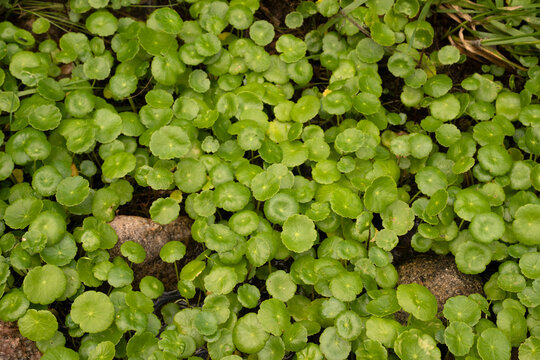 Aquatic plants. Closeup view of Hydrocotyle, also known as dollar weed, green leaves growing in a stream. 