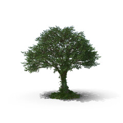 Obraz premium Oak tree isolated on transparent background