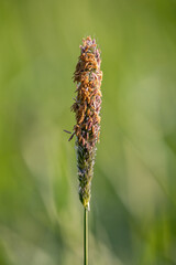 Dogwood meadow flower detail outdoors.
