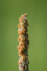 Dogwood meadow flower detail outdoors.