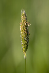 Dogwood meadow flower detail outdoors.