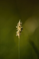 Forest plant Sedge sedge in flower detail.