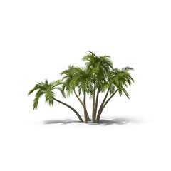 Oak tree isolated on transparent background