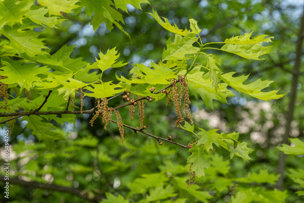 Canvas Prints oak flower and green leaves.