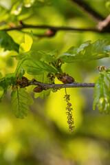 Oak flower and green leaves.