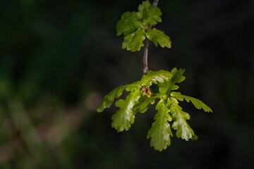 Lush green oak leaves outdoors.