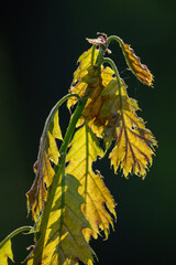 Lush green oak leaves outdoors.