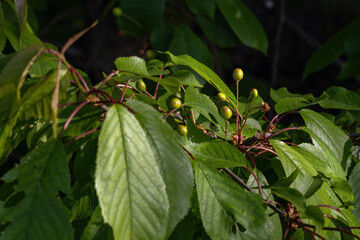 Fresh green cherry leaves and fruit.