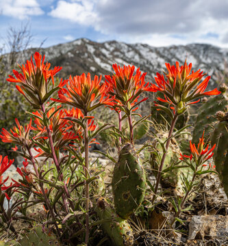 Desert Indian Paintbrush Flowers on The Eagles Nest Trail, Spring Mountains National Recreation Area, Nevada, USA
