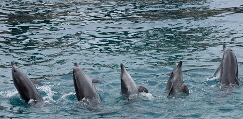 Dolphin Show