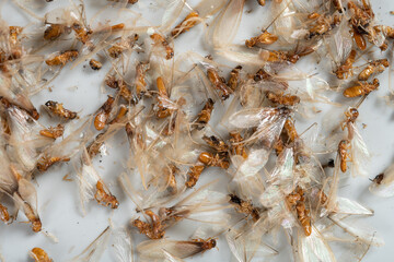 lots of dead flying ants killed by electric indoor mosquito and insect killer