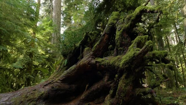 Trees on a Trail in the Rain Forest during a vibrant sunny spring season day. Taken in MacMillan Provincial Park, Vancouver Island, British Columbia, Canada.