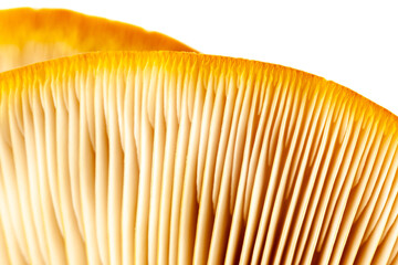 abstract nature background macro of Mushroom plants. Using idea design texture pattern concept natural or wallpaper with blurry background, soft focus