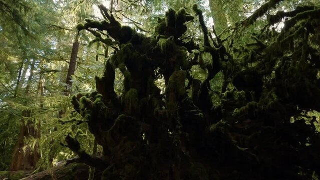 Trees on a Trail in the Rain Forest during a vibrant sunny spring season day. Taken in MacMillan Provincial Park, Vancouver Island, British Columbia, Canada.