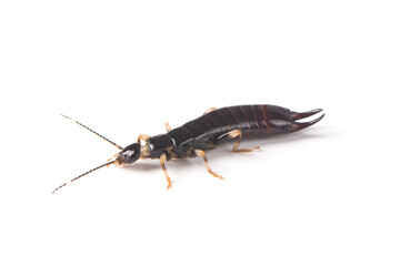 earwig (Euborellia) isolated on white background