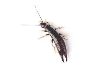 earwig (Euborellia) isolated on white background