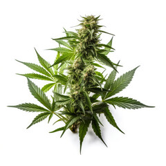 marijuana leaf, cannabis, marijuana