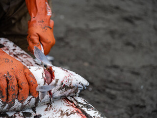 Orange gloved fisherman begins the filleting process of a fresh caught salmon on the Kenai Peninsula of Alaska during the annual Native Alaskan Dip Netting season