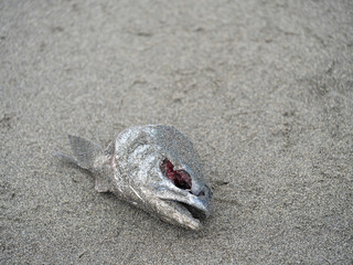 Salmon fish head laying in the sand after having been pecked at by the seagulls