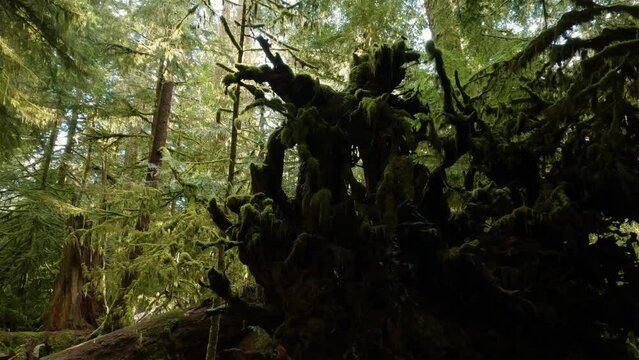 Trees on a Trail in the Rain Forest during a vibrant sunny spring season day. Taken in MacMillan Provincial Park, Vancouver Island, British Columbia, Canada.