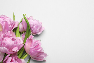 Beautiful colorful tulip flowers on white background, top view. Space for text