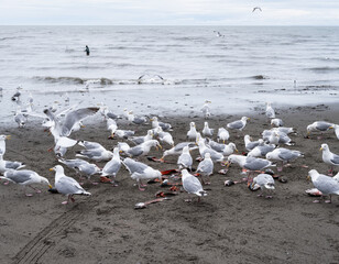 Seagulls descend on the remains of salmon caught on a beach on the Kenai Peninsula of Alaska during the annual Native Alaskan Dip Netting season