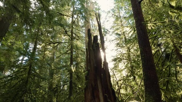 Trees on a Trail in the Rain Forest during a vibrant sunny spring season day. Taken in MacMillan Provincial Park, Vancouver Island, British Columbia, Canada.