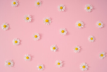 Trendy pattern made of summer daisy flowers on pastel pink background. Minimal layout composition. Flat lay concept. Top of view.