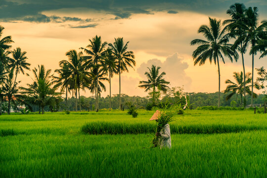 View of a Balinese wearing a typical conical hat working in the paddy fields, Sidemen, Kabupaten Karangasem, Bali, Indonesia, South East Asia, Asia