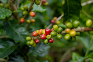 coffee beans on tree