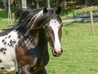 Fototapeta na wymiar Gypsy Vanner Horse filly running toward us in grass field