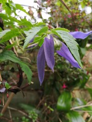 Clematis Alpina Blue Dancer