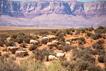 Farming in desert. Sheeps and lamb wool in Arizona. Desert Valley. Canyon national park. Red rocks...