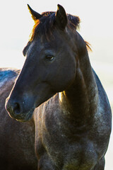 portrait off a horse