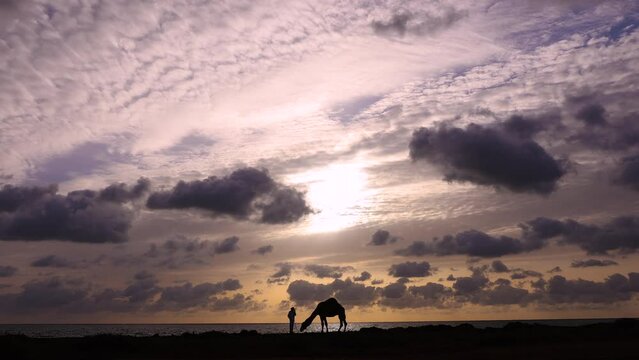 Silhouette of camel and herder at sunrise Egypt