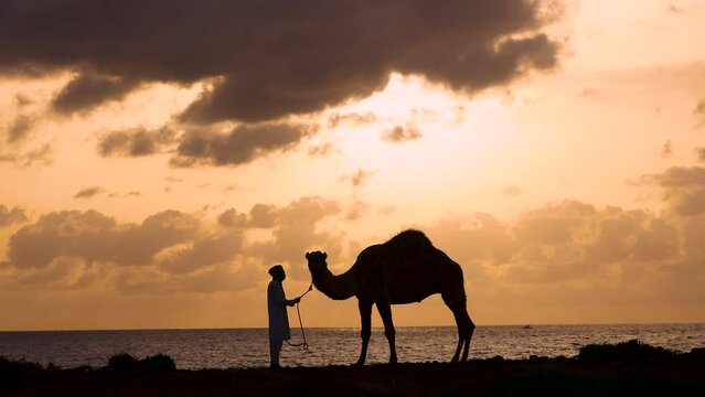 Male sunrise traditional dress resting camel Persian Gulf